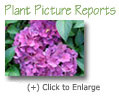 Plant Picture Reports